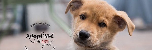 Dec. 14: Puppy Paw-looza