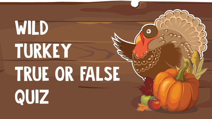 Wild Turkeys True or False Quiz