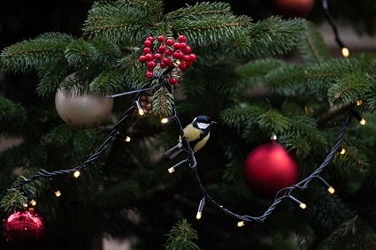 A picture of a blue tit on a Christmas tree