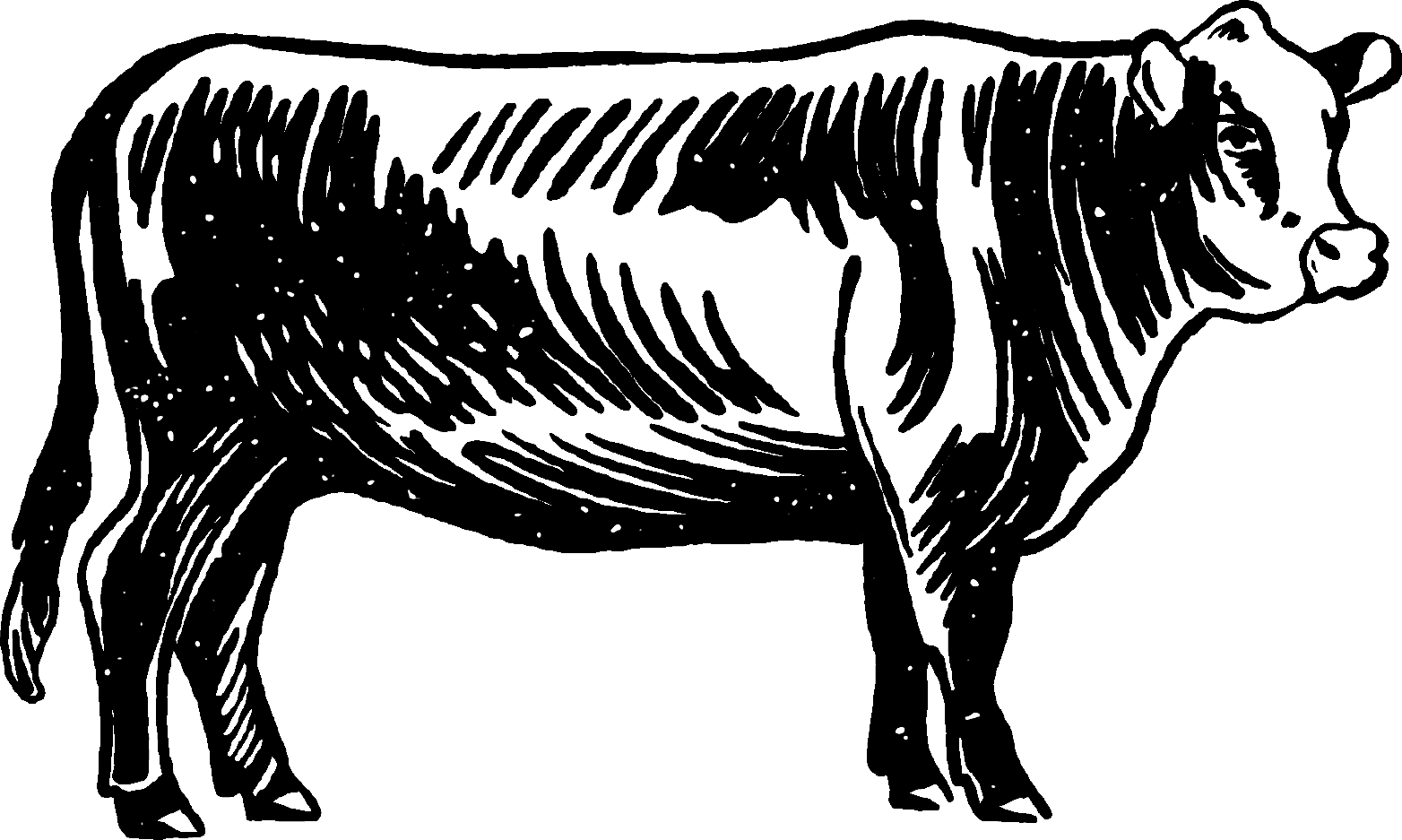 Cow