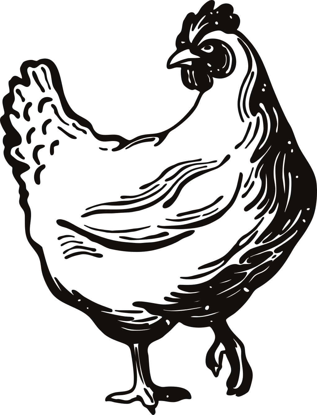 Chicken